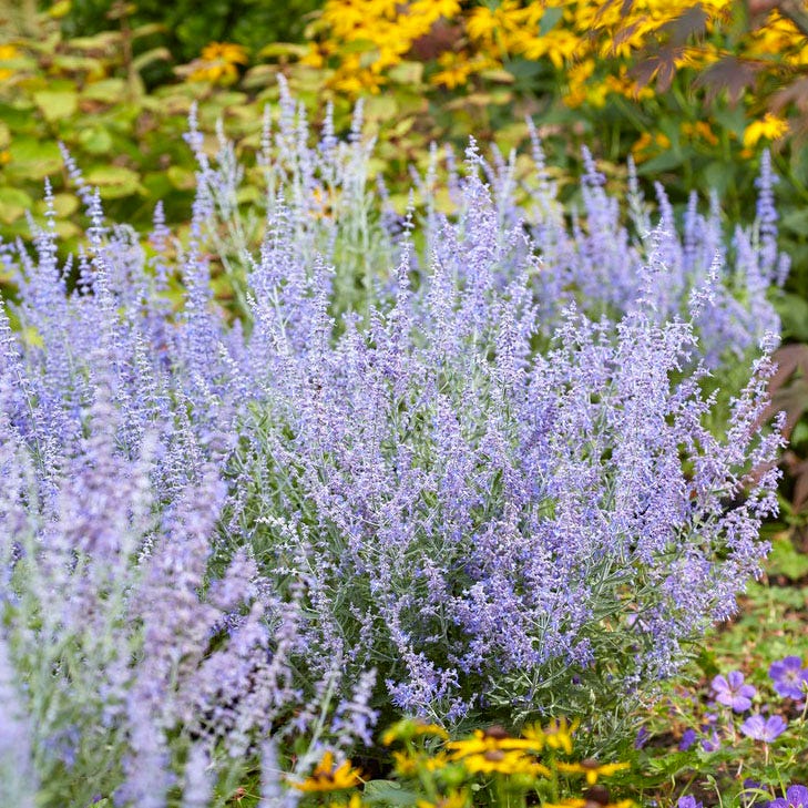Lacey Blue Russian Sage - Image 2