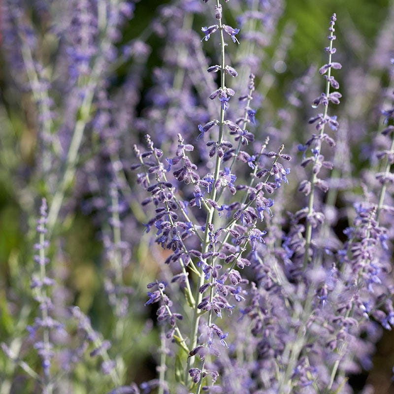 Little Spire Russian Sage - Image 2