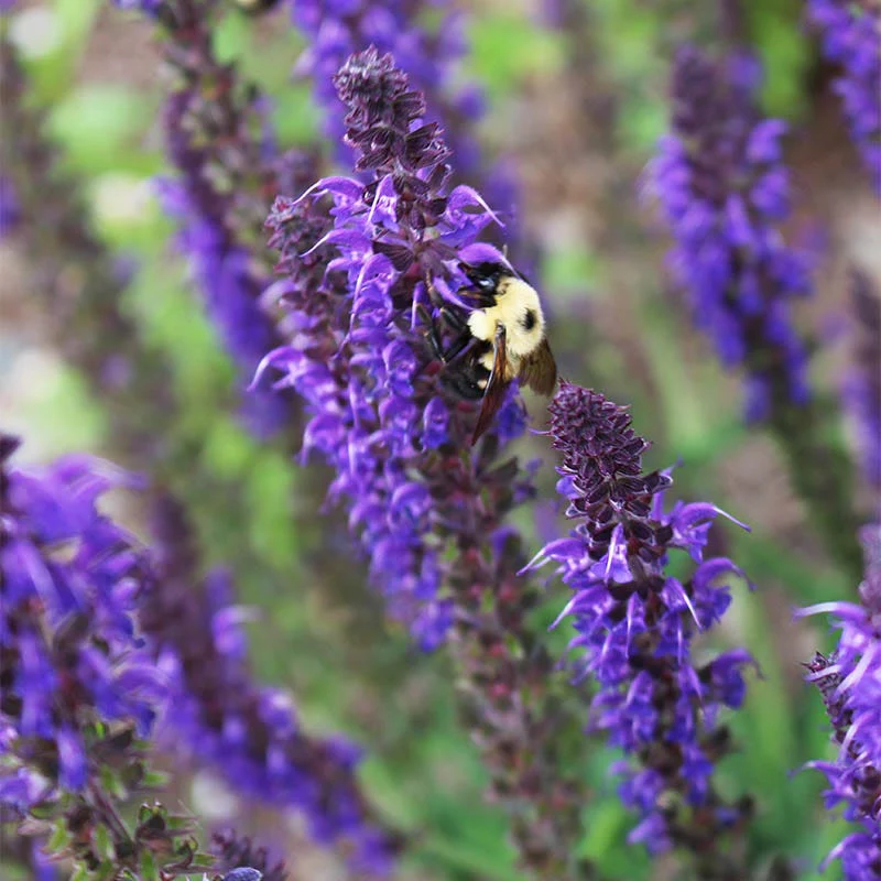 May Night Salvia - Image 2