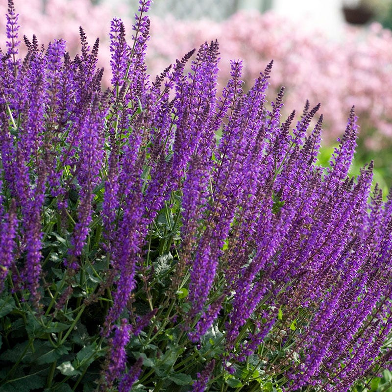 May Night Salvia - Image 3
