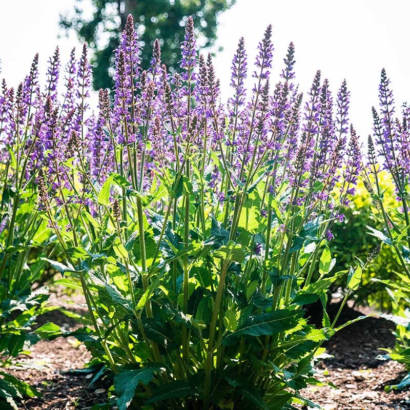 Blue By You Meadow Sage - Image 2
