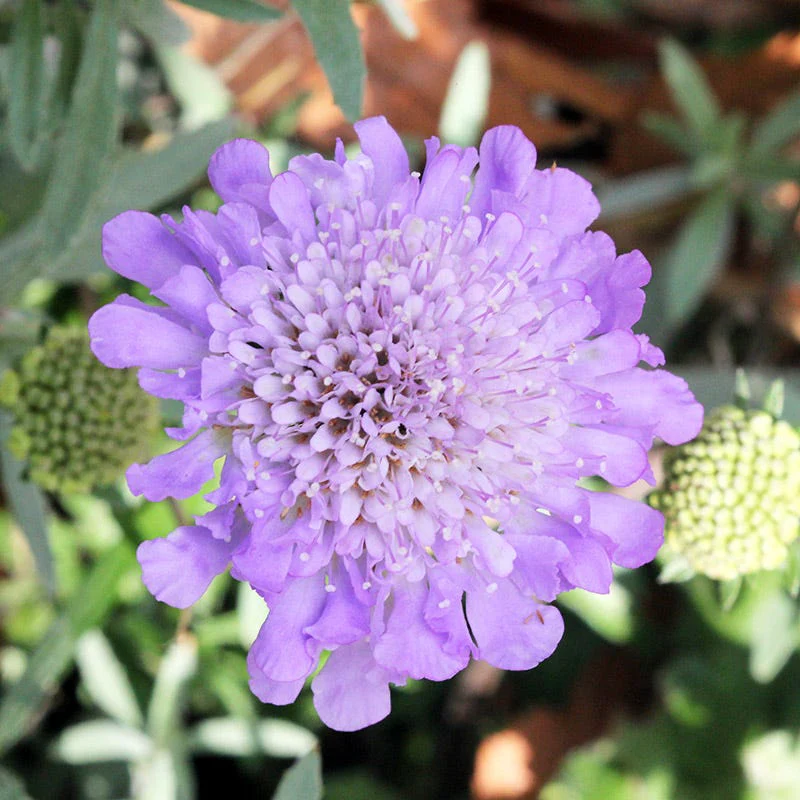 Butterfly Blue Scabiosa - Image 2