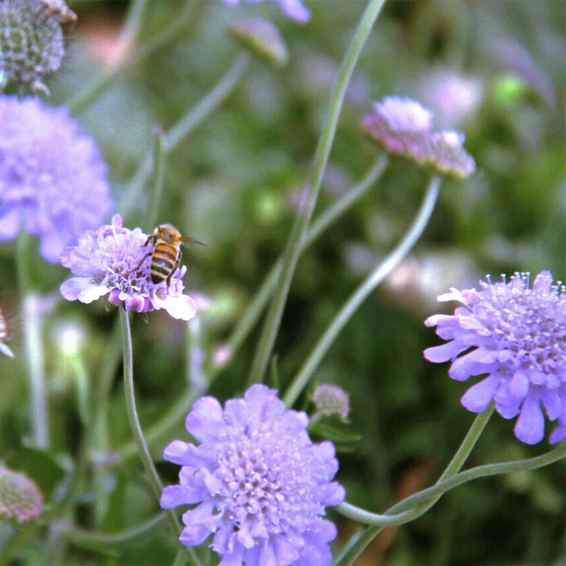 Butterfly Blue Scabiosa - Image 5