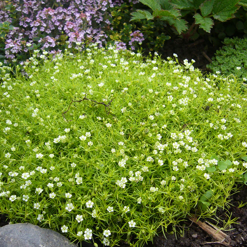 Scotch Moss - Image 2