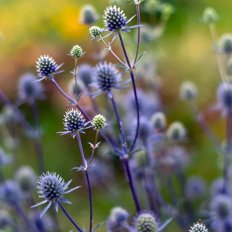 Blue Glitter Sea Holly - Image 2