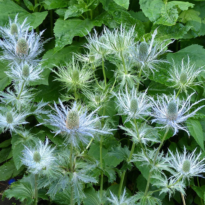Blue Star Sea Holly - Image 2