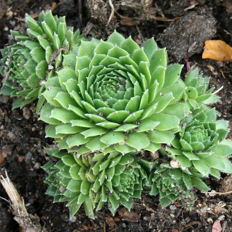 Green Wheel Hens and Chicks - Image 2