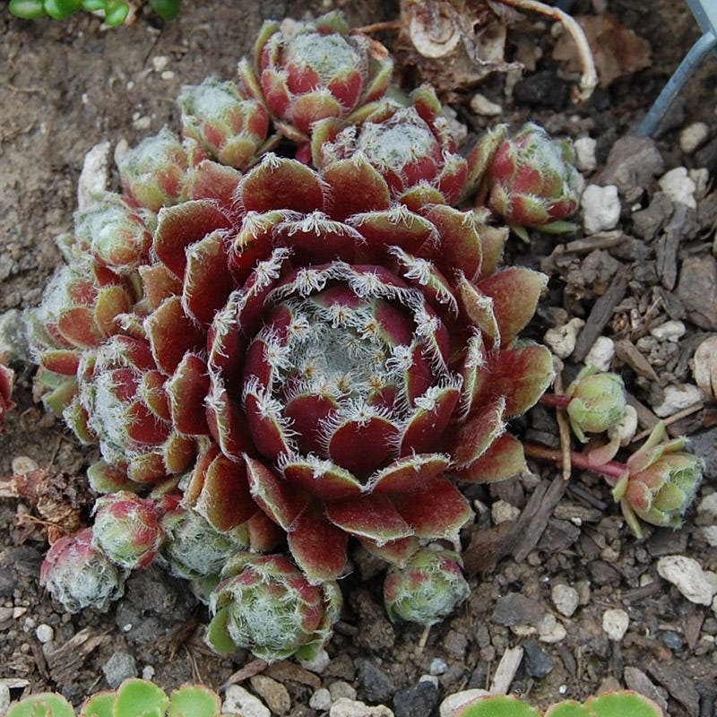 Jade Rose Hens and Chicks - Image 2