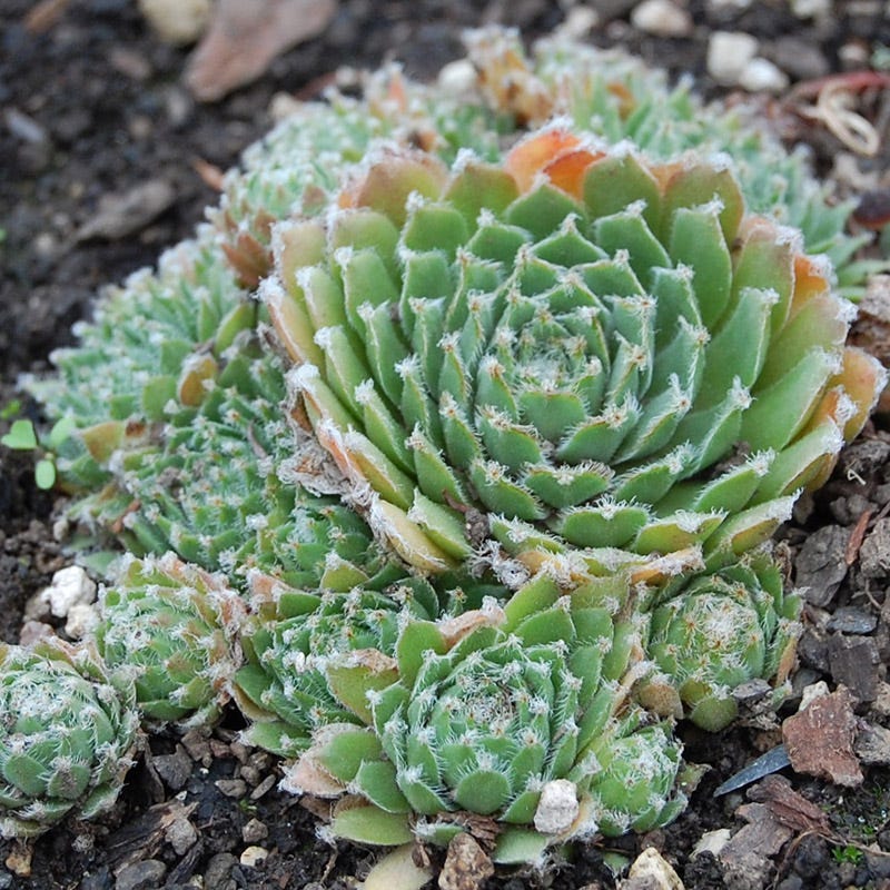 Jade Rose Hens and Chicks - Image 3