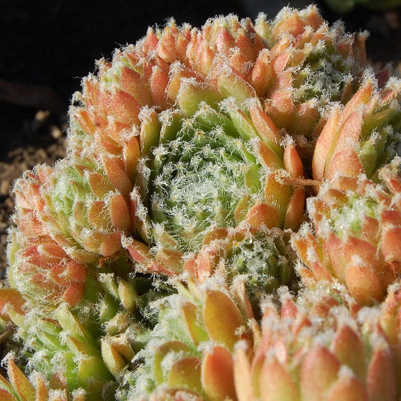 Jade Rose Hens and Chicks - Image 4