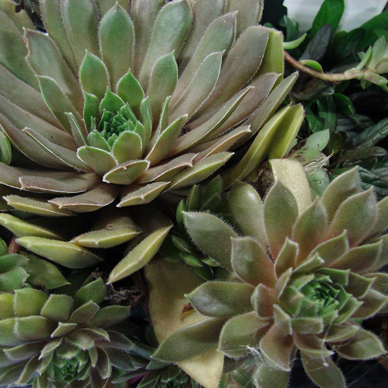 Kalinda Hens and Chicks - Image 2