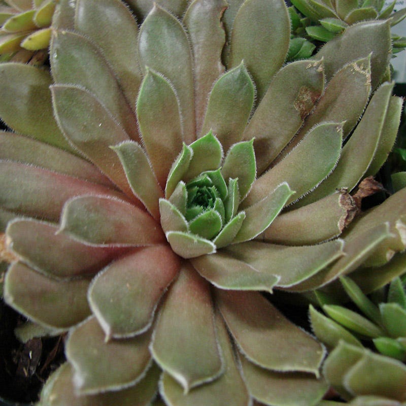 Kalinda Hens and Chicks - Image 4