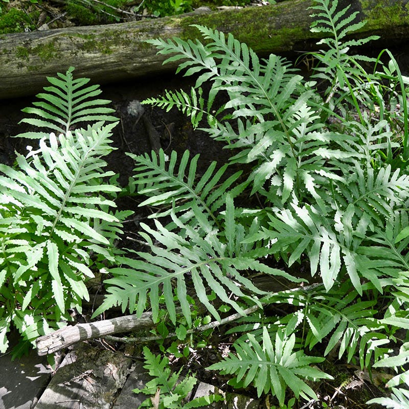 Sensitive Fern - Image 2