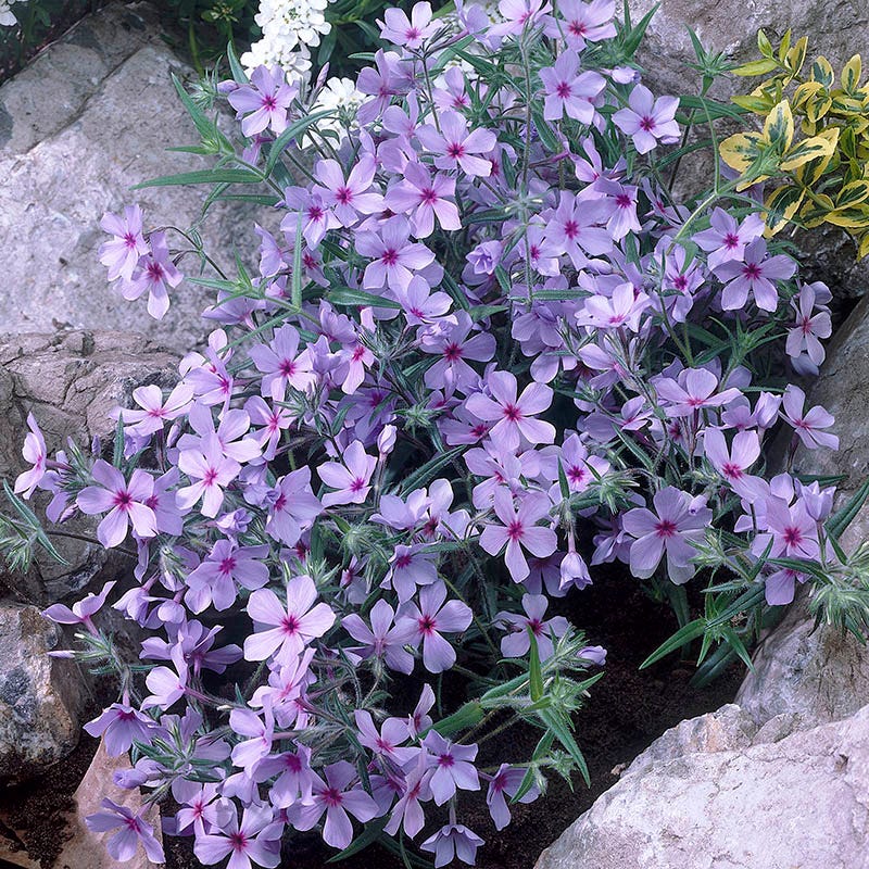 Shade Pollinator Pit Stop Plant Collection - Image 3