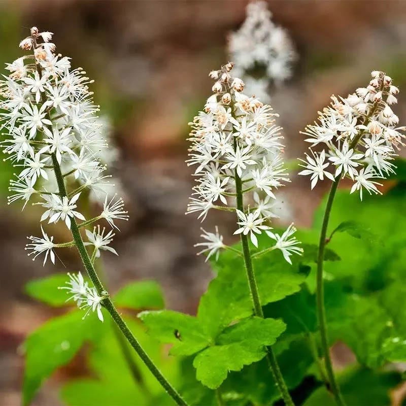 Native Shade Tapestry Lawn Plant Collection - Image 2
