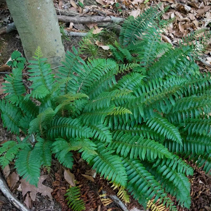 Native Shade Tapestry Lawn Plant Collection - Image 5