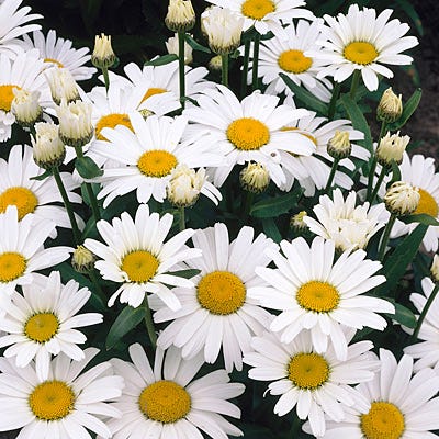 Alaska Shasta Daisy - Image 3