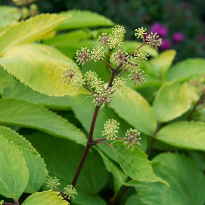 Sun King Aralia - Image 3