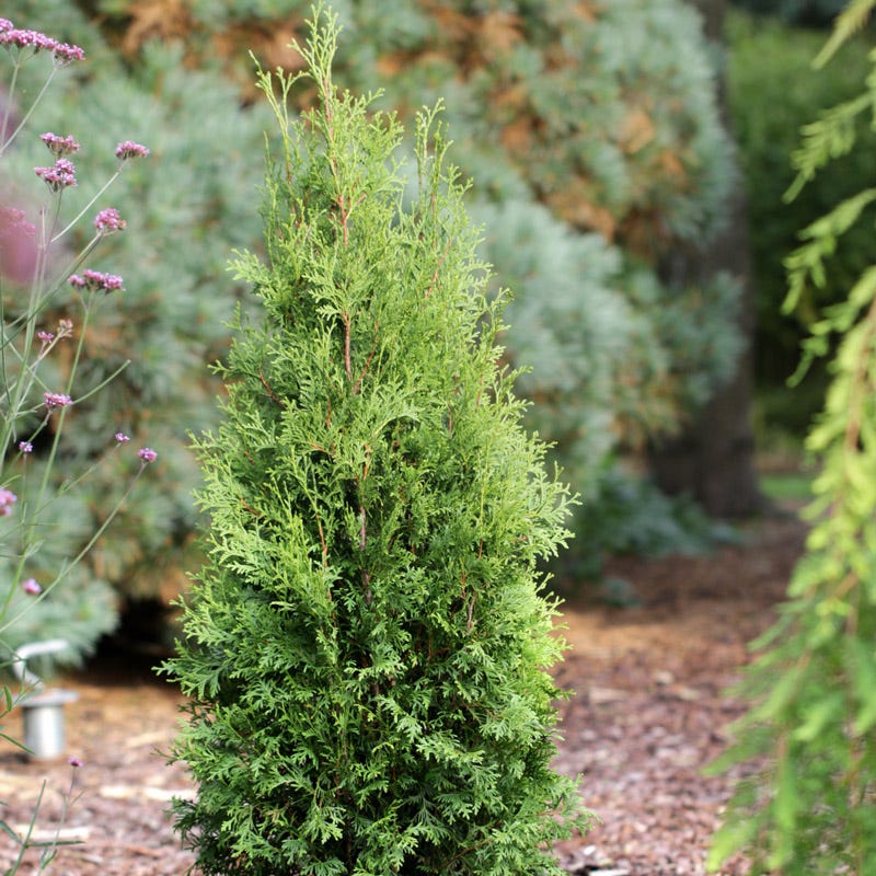 Private Jet™ Arborvitae - Image 2
