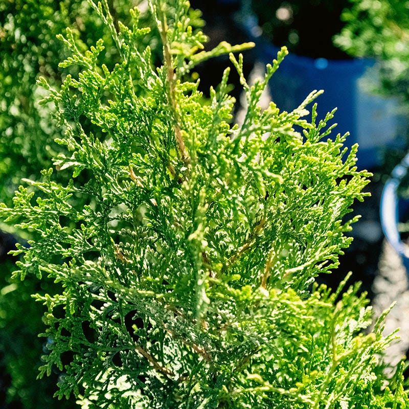Private Jet™ Arborvitae - Image 3