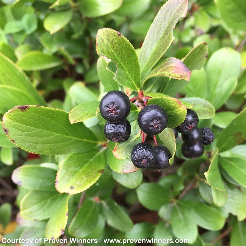 Low Scape® Mound Chokeberry - Image 4