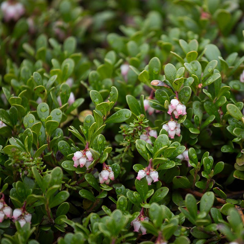Bearberry - Image 2