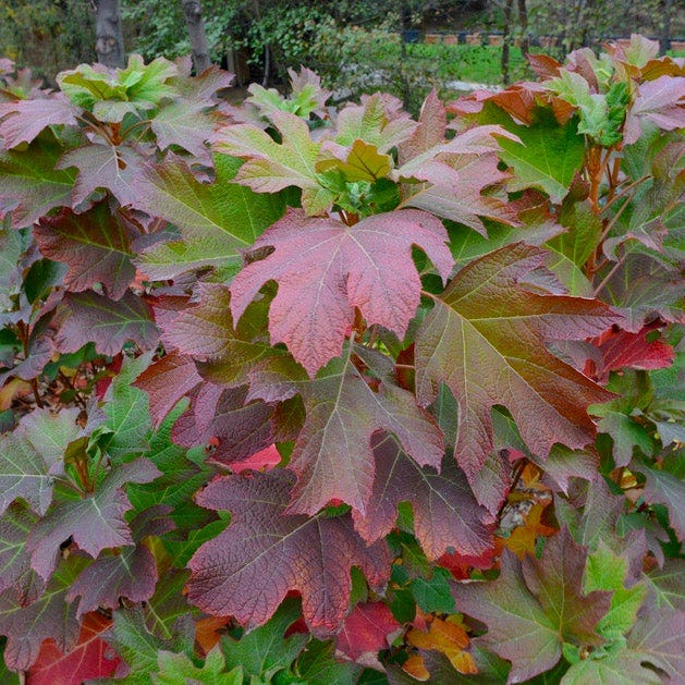 Bird Watcher Native Shrub Collection - Image 3