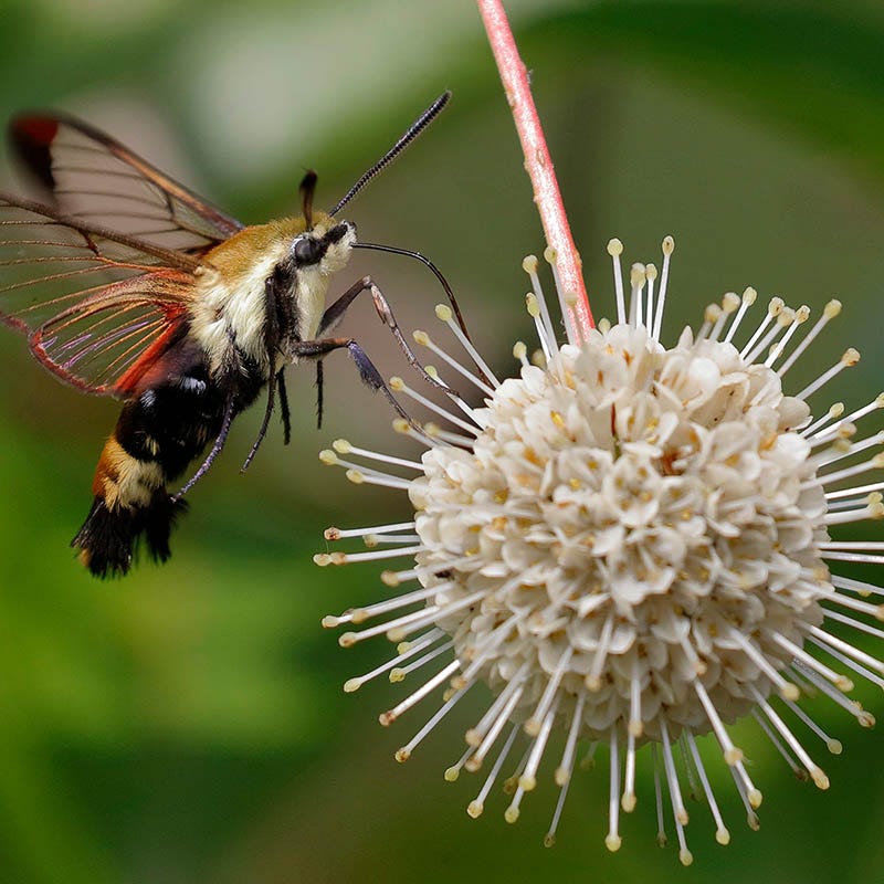 Buttonbush - Image 3