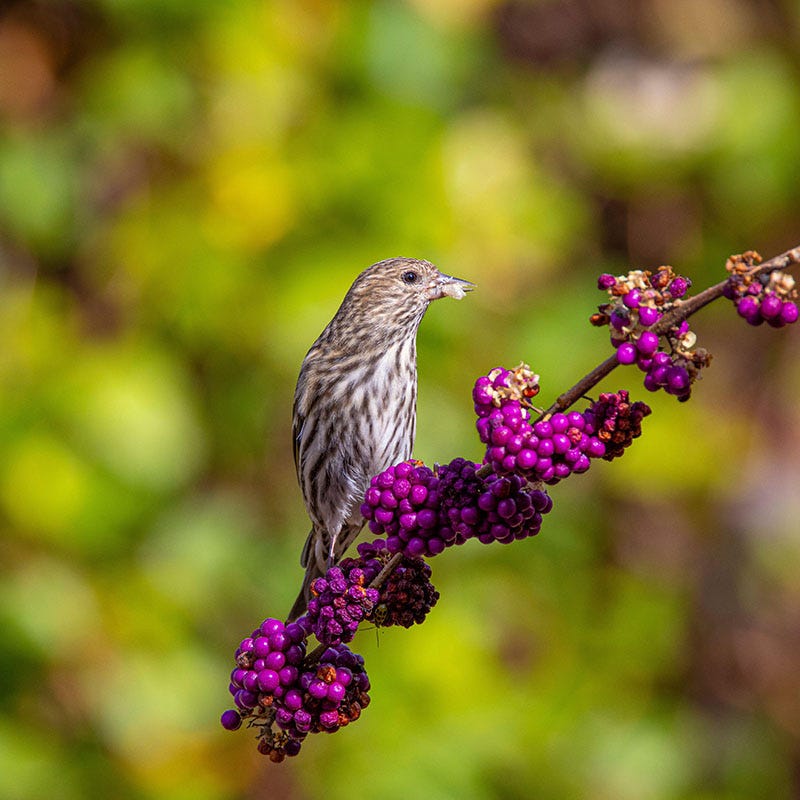 American Beautyberry - Image 2