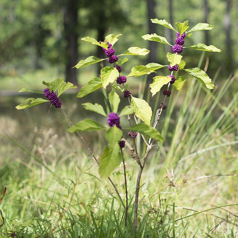 American Beautyberry - Image 3