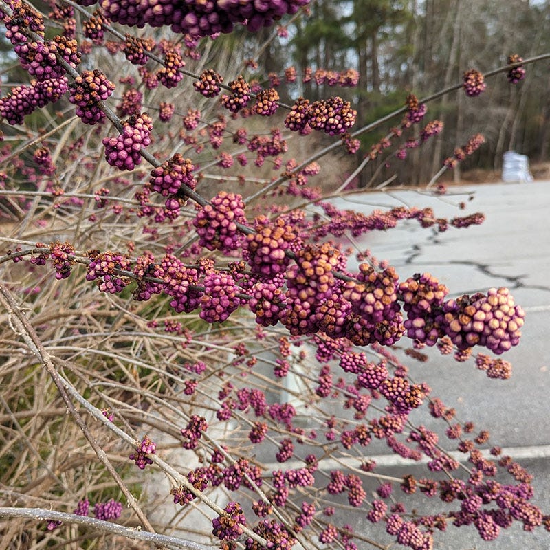 American Beautyberry - Image 5