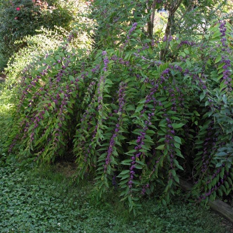 Plump And Plentiful™ Amethyst Beautyberry - Image 3