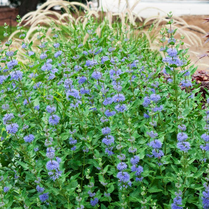 Longwood Blue Bluebeard - Image 2
