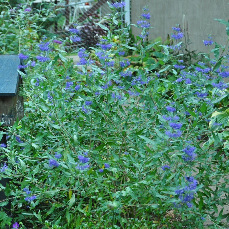 Longwood Blue Bluebeard - Image 3