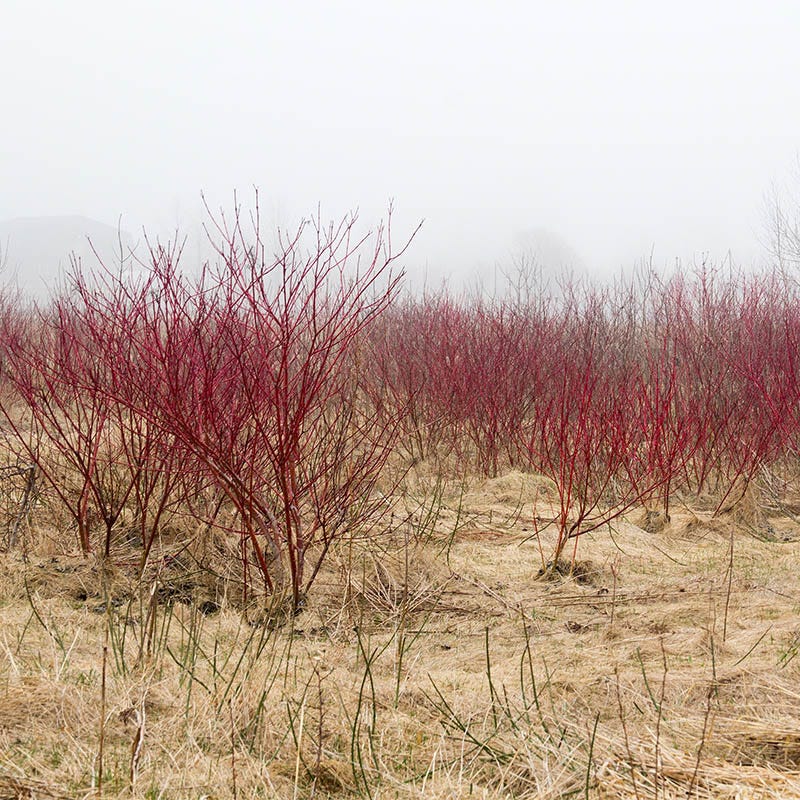 Bailey's Red Twig Dogwood - Image 4