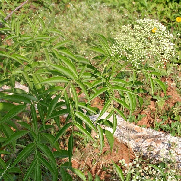Johns Elderberry - Image 2