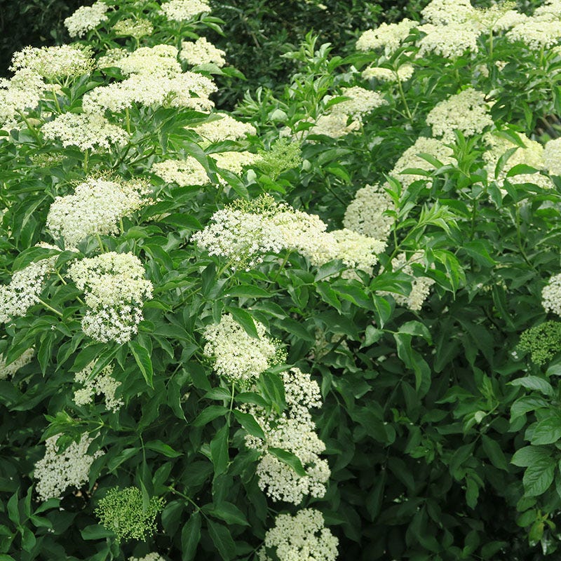 Wyldewood Elderberry - Image 3