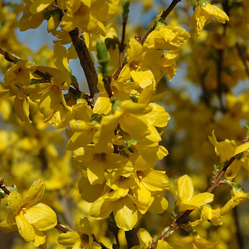 Lynwood Gold Forsythia - Image 2