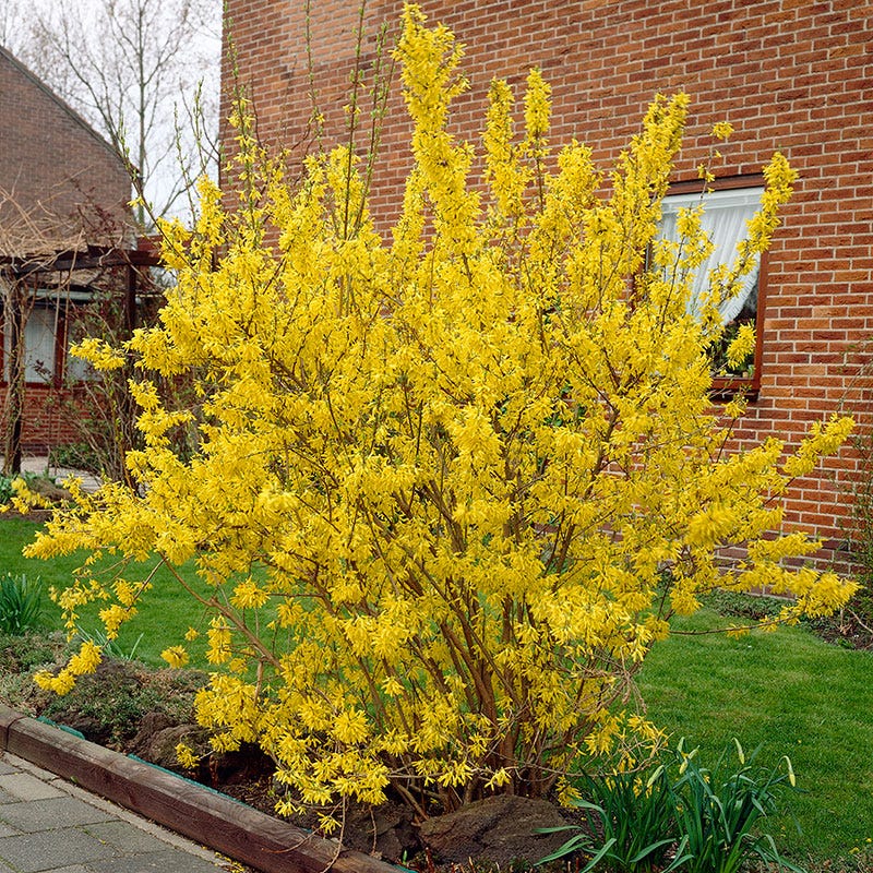 Lynwood Gold Forsythia - Image 3
