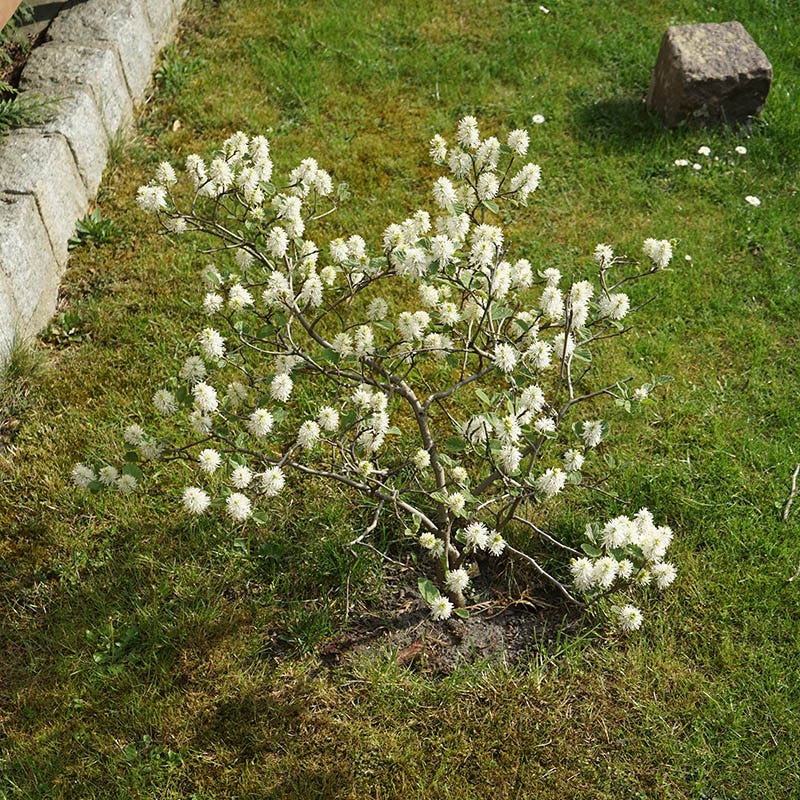 Dwarf Fothergilla - Image 2