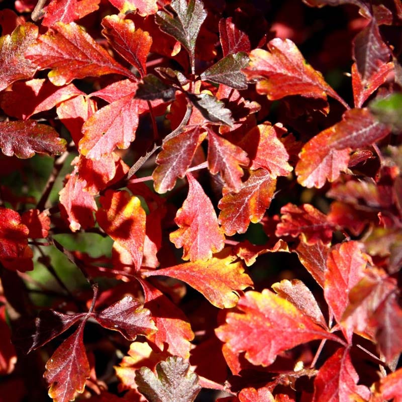 Lacette™ Fragrant Sumac - Image 2