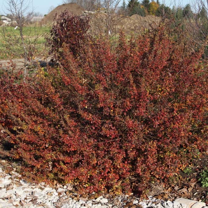 Lacette™ Fragrant Sumac - Image 3