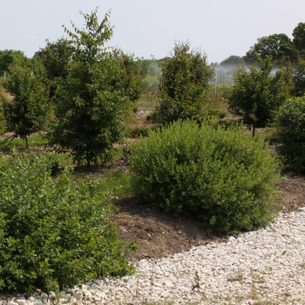 Lacette™ Fragrant Sumac - Image 4