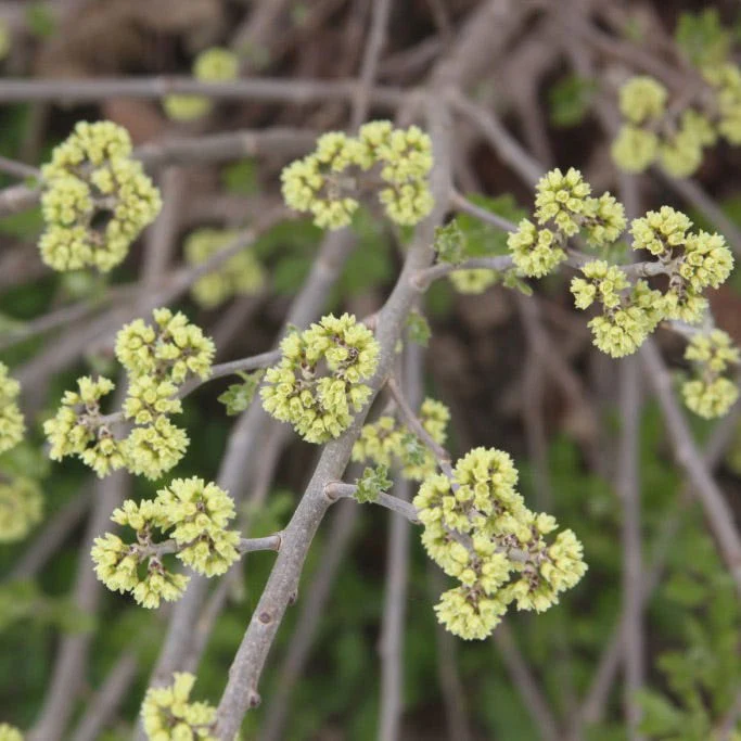 Lacette™ Fragrant Sumac - Image 5