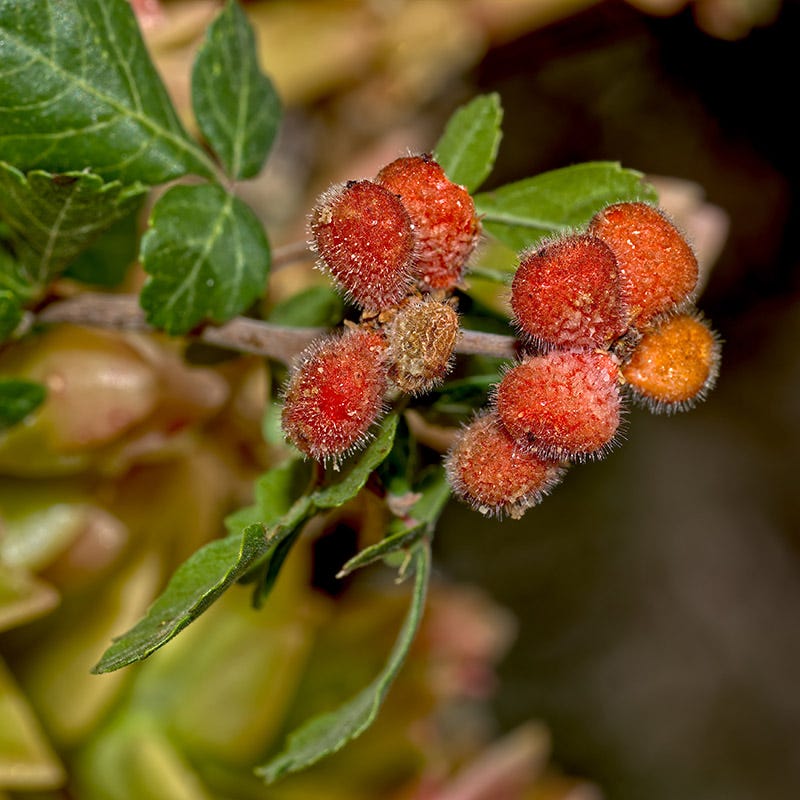 Lacette™ Fragrant Sumac - Image 6