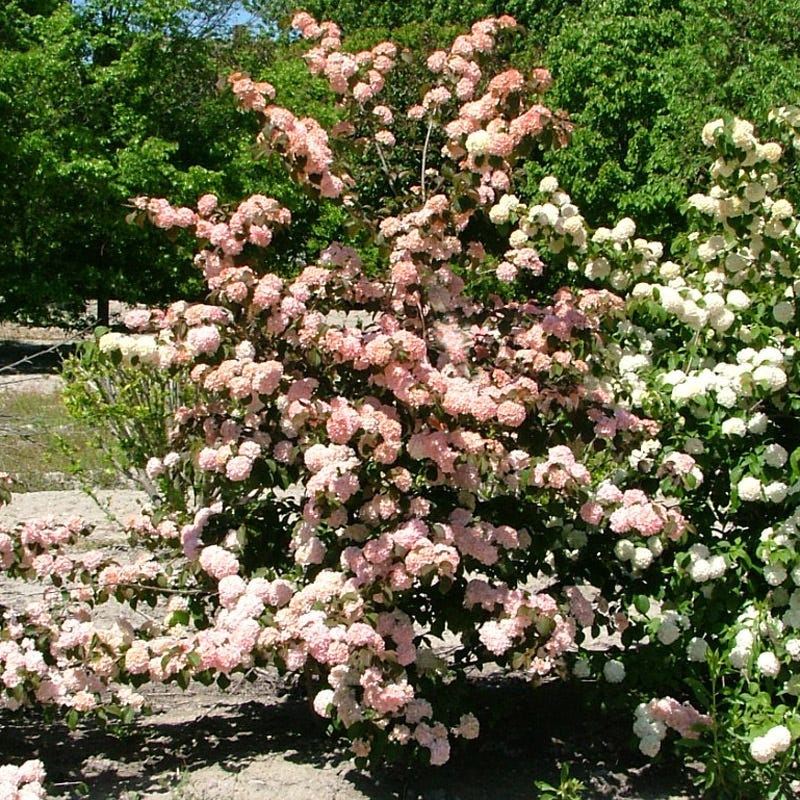 Sparkling Pink Champagne™ Viburnum - Image 2