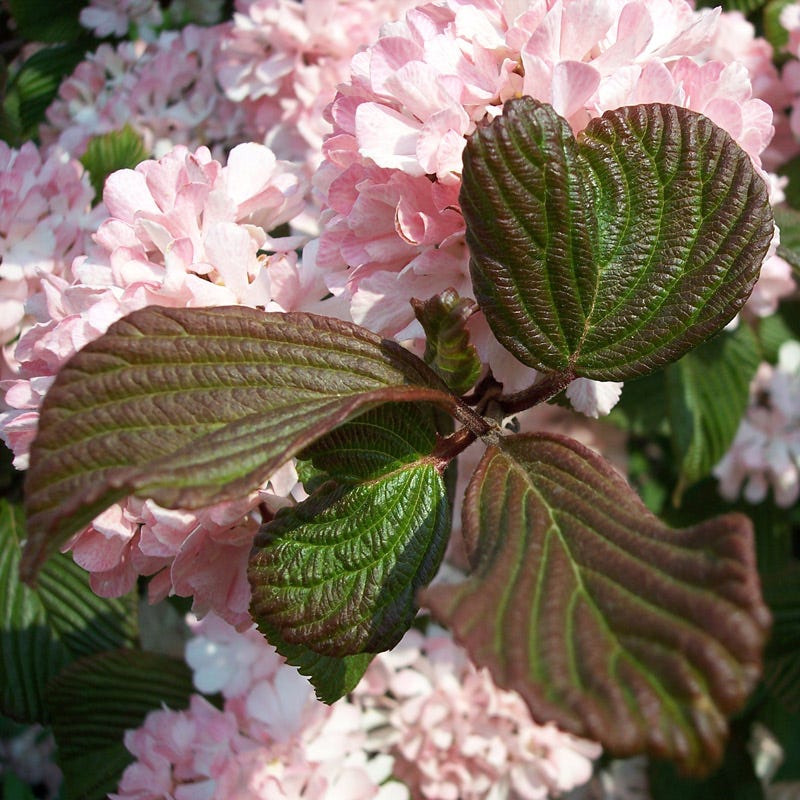 Sparkling Pink Champagne™ Viburnum - Image 3