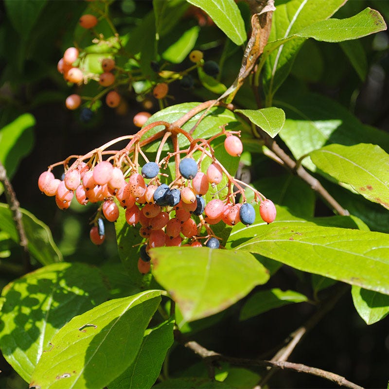 Winterthur Smooth Viburnum - Image 2
