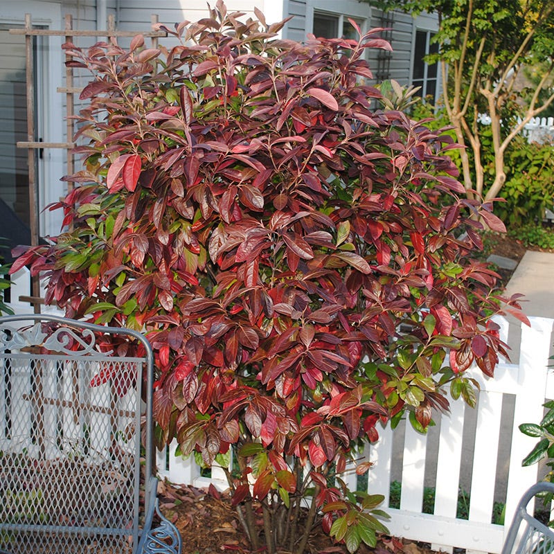Winterthur Smooth Viburnum - Image 3
