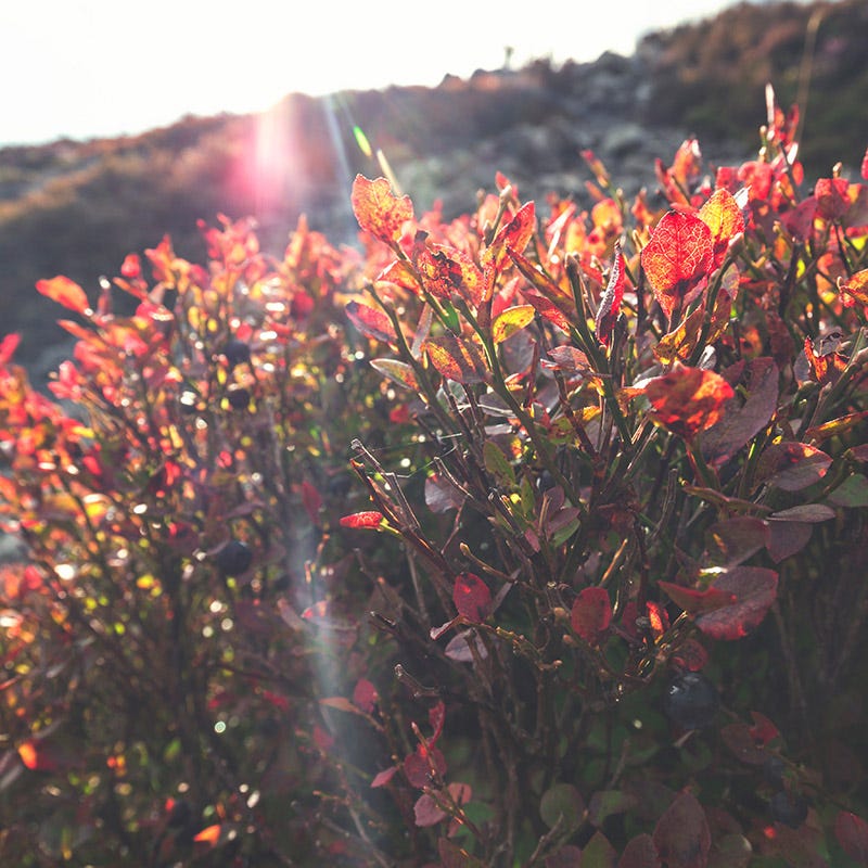 Brunswick Wild Blueberry - Image 2